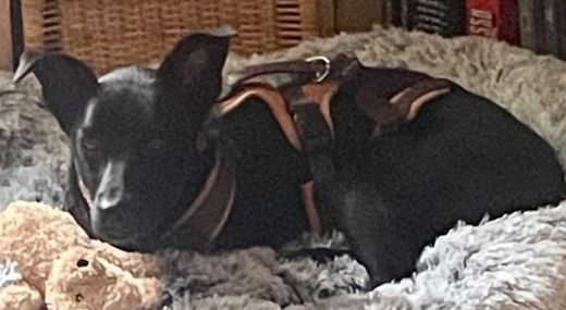 Mischlingshund, schwarz