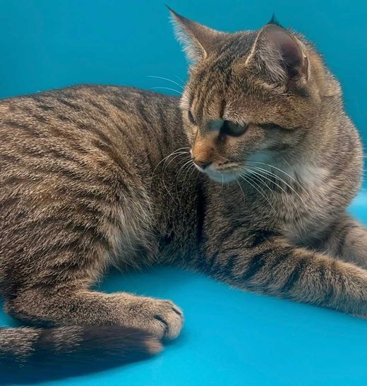 Europäisch Kurzhaar, getigert