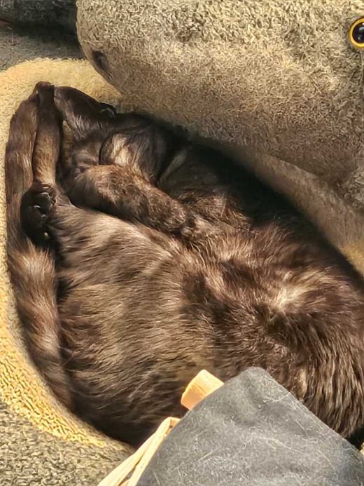 Hauskatze, anthrazit-schwarze-tabby
