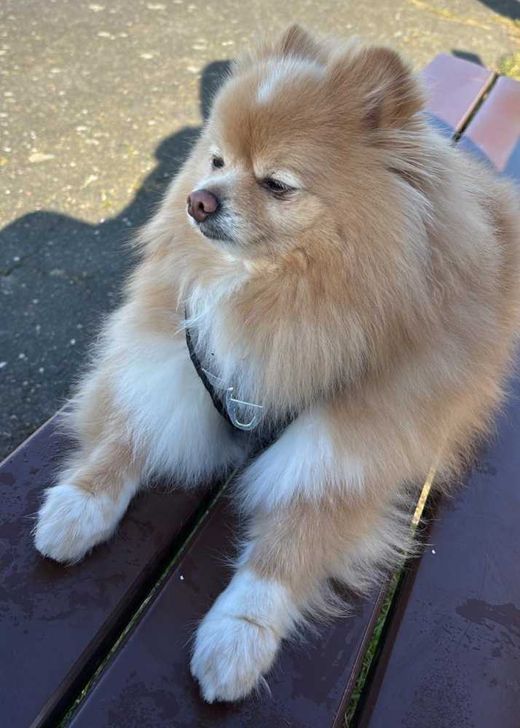 Zwergspitz, creme
