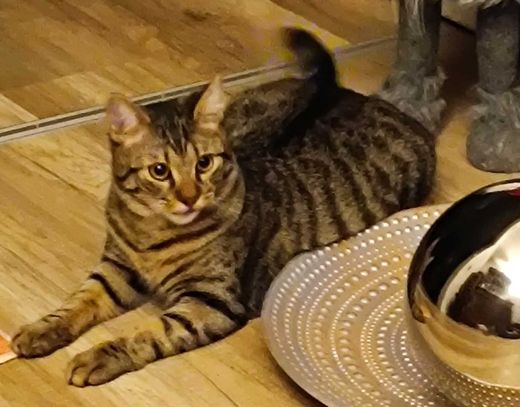 Hauskatze, hellbraun getigert
