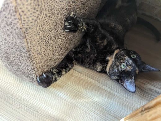 Hauskatze, schwarz/orange