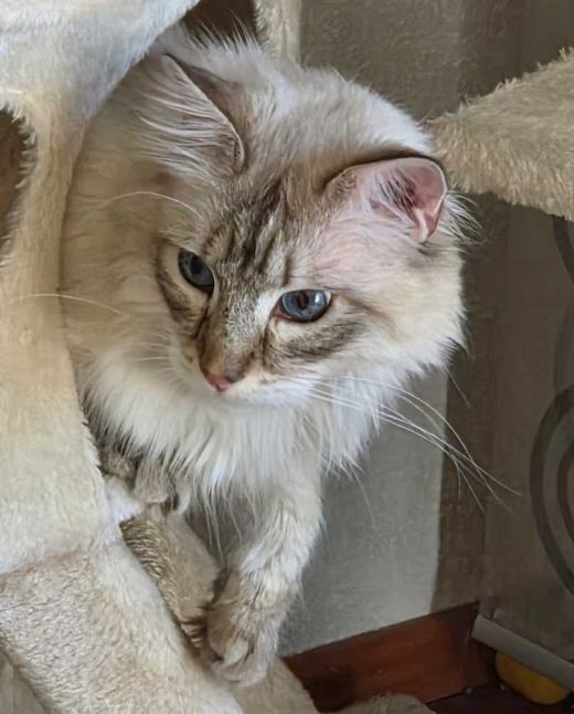 Siam-Maine Coon-Mix, Creme