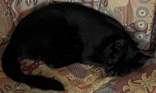 Mischling, schwarz