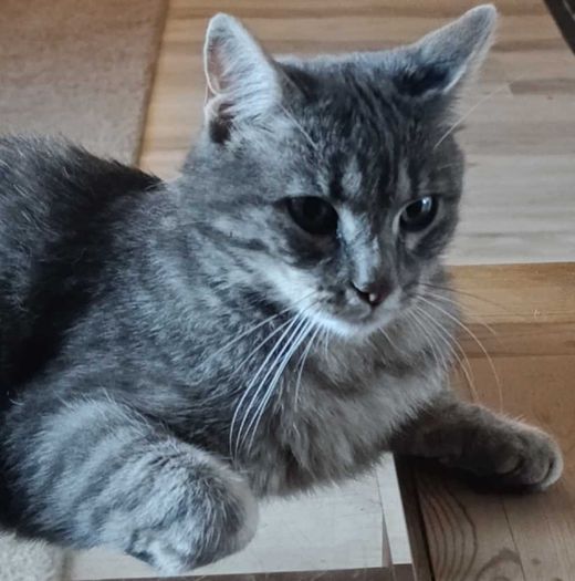 Hauskatze, grau-weiß-gestreift