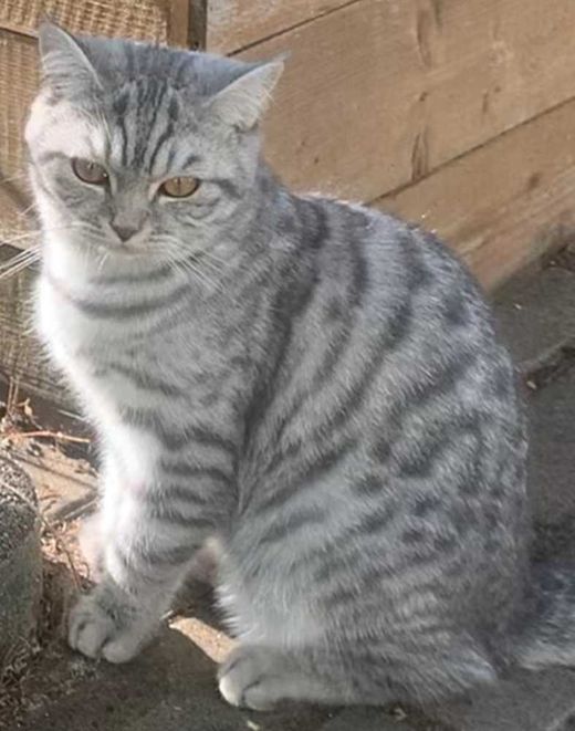 Britisch Kurzhaar, blue tabby