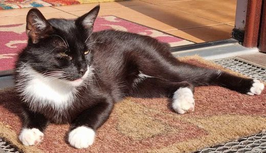 Hauskatze, schwarz mit weißen Abz.
