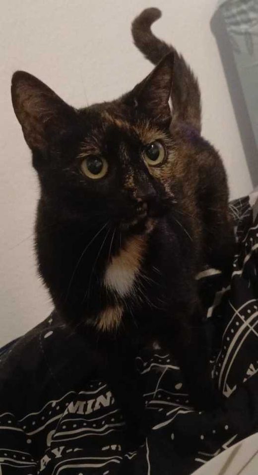 Calico-Cat-Mix, 3 fabig