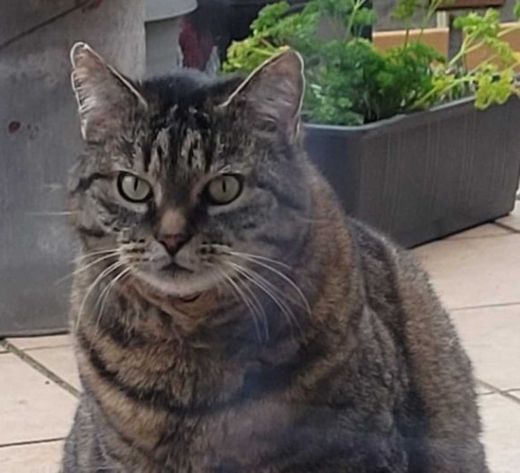 Hauskatze, grau getigert