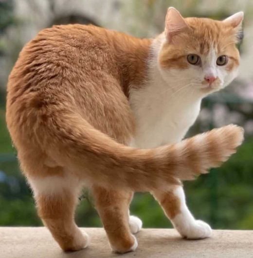 Europäisch Kurzhaar, orange mit weiß