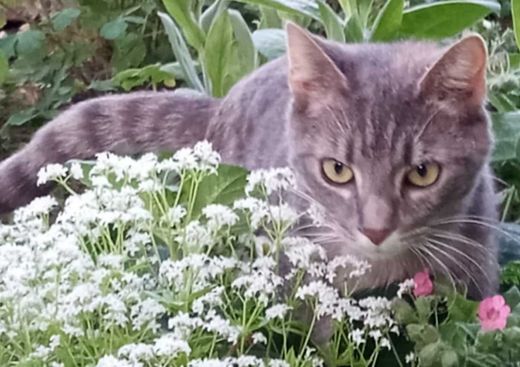 Europäisch Kurzhaar, silber-tabby-rot
