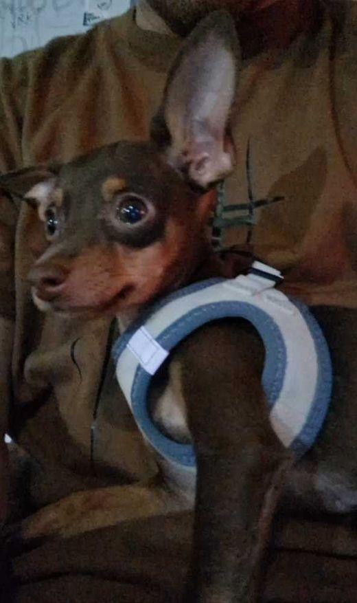Chihuahua, dunkelbraun mit hellbraun