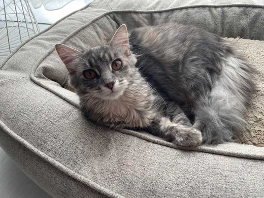 Hauskatze-Mix, grau