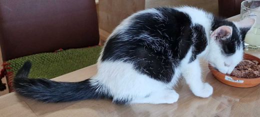Hauskatze-einäugig-Mix, Weiß, schwarz grau