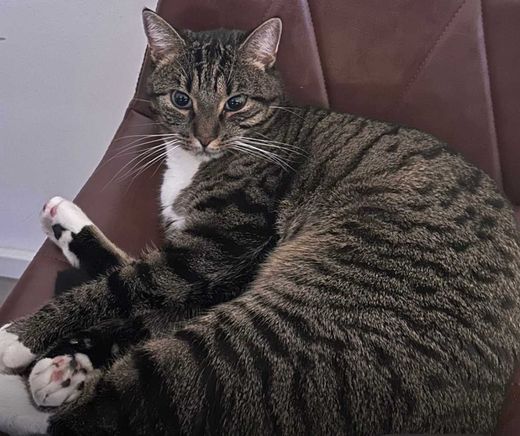 Europäisch Kurzhaar, Tiger weißer Latz