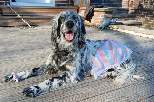 English Setter, schwarz-weiß blues button