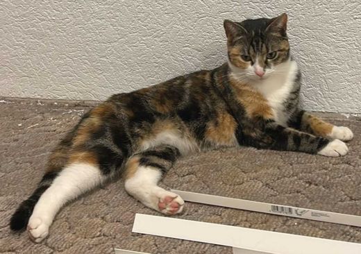 Sokoke-Katze-Europäisch Kurzhaar-Mix, tricolor
