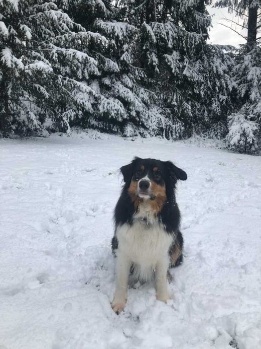Australian Shepherd, black tri