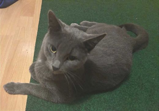 Hauskatze, grau