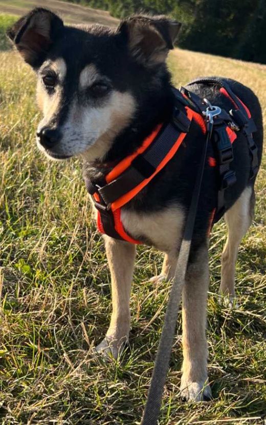 Mischlingshund, schwarz braun