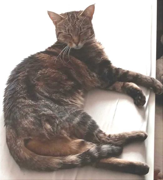 Hauskatze, grau getigert