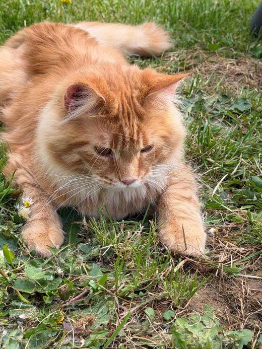Mischling, orange