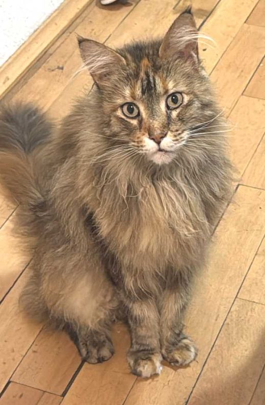 Maine Coon, Schildpatt-Tabby