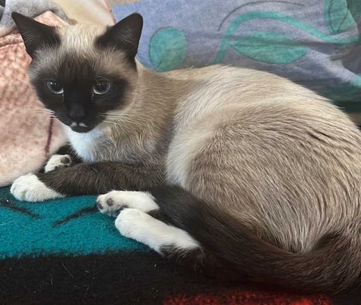 Siam, beige mit schwarz-weiß