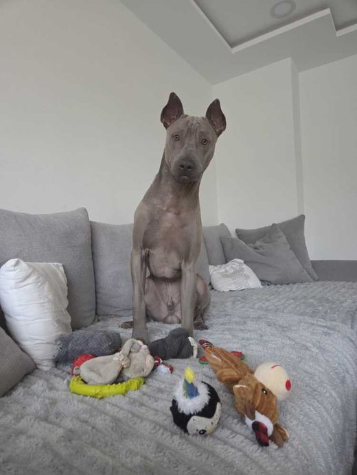 Thai Ridgeback, blue