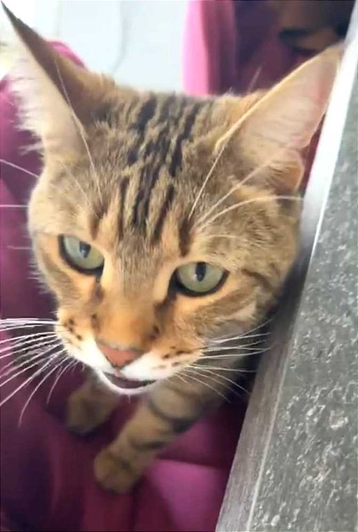 Bengal Cat, braun