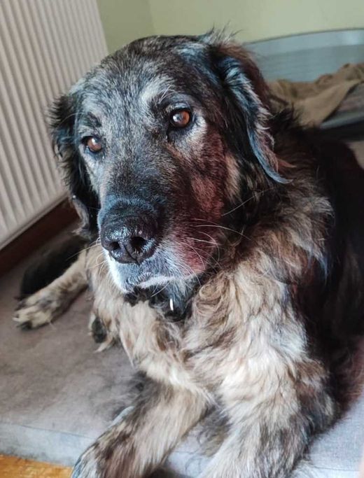Mischlingshund, grau