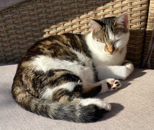 Hauskatze, Weiß braun schwarz