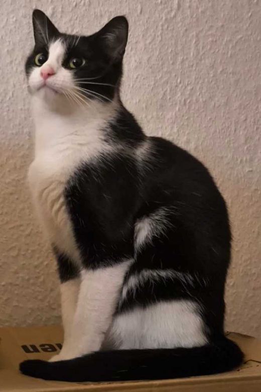 Europäisch Kurzhaar, Tuxedo
