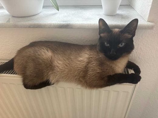 Siamkatze, mehrfarbig
