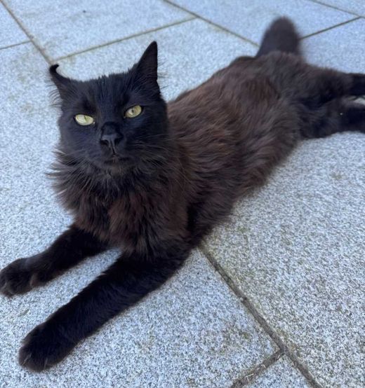 Hauskatze, schwarz