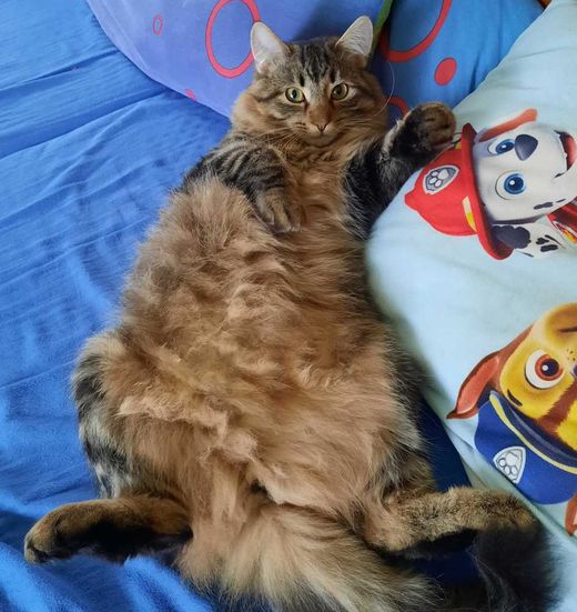 Europäische Langhaarkatze, braun getigert