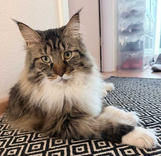 Maine Coon, black classic-tabby