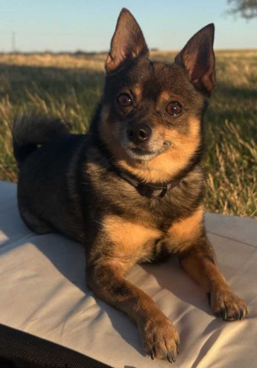 Rehpinscher-Zwergspitz-Mix, braun
