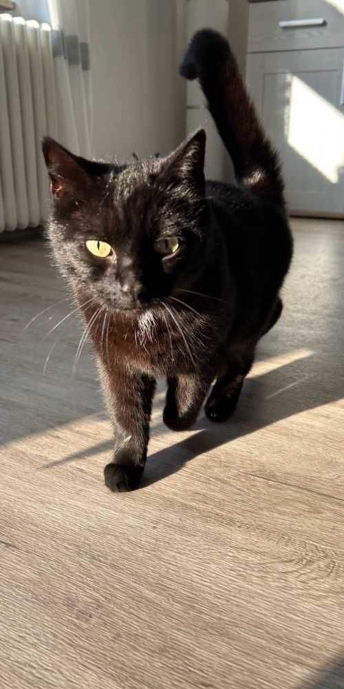 Hauskatze, schwarz