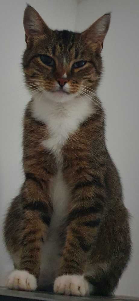 Hauskatze, getigert