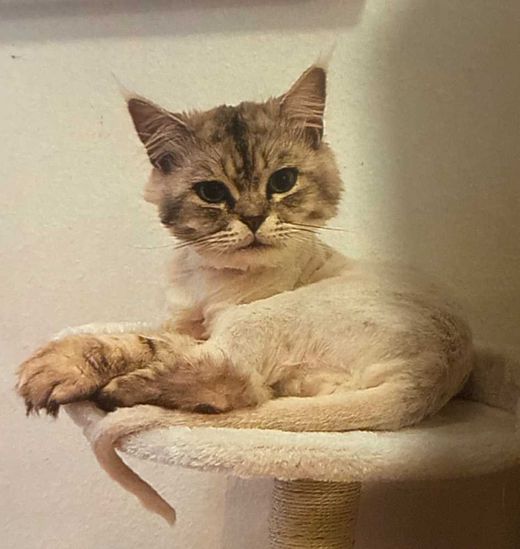 Maine Coon-Perserkatze-Mix, weiß-grau