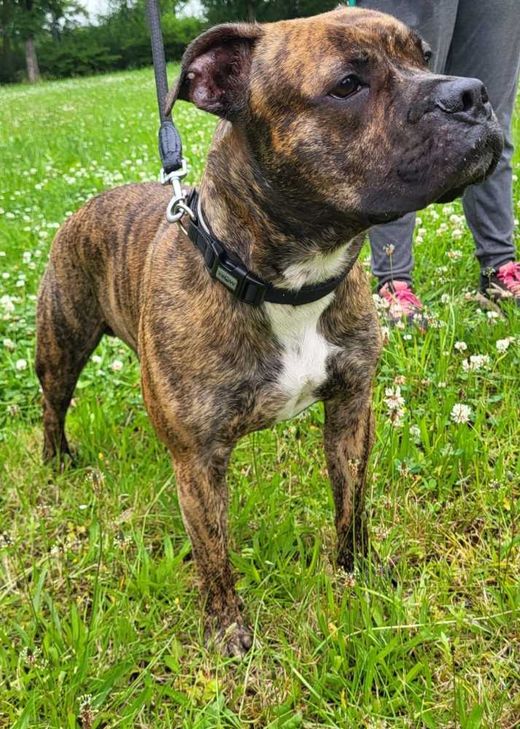 Old English Bulldog-Mix, gestromt