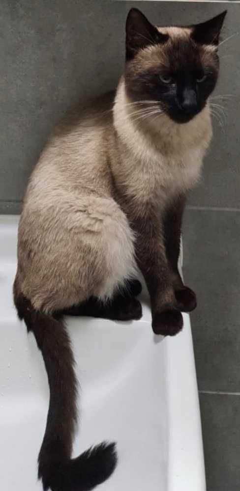 Siamkatze, creme mit braunen Abz.