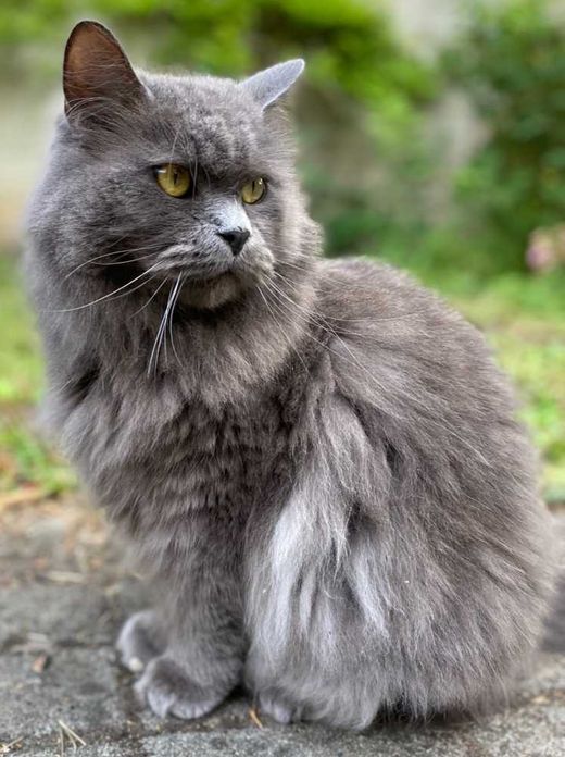 Nebelung-Katze-Mix, grau