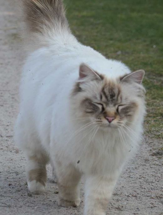 Heilige Birma, seal-tabby-point