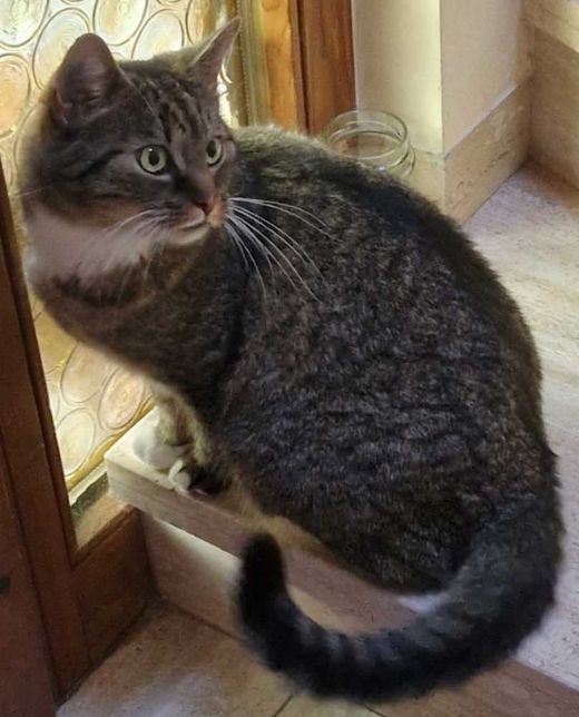 Einfache Europäische Hauskatze, dunkel getigert mit weiß