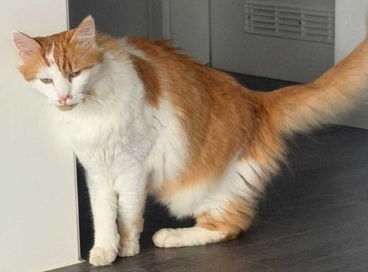 Maine Coon-Mix, weiß-orange