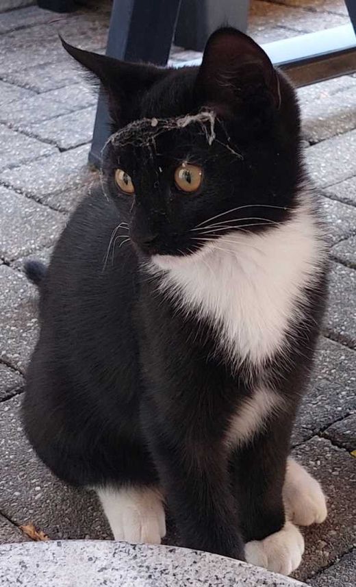 Hauskatze, schwarz mit weißen Abz.