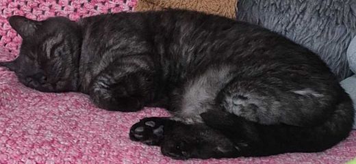 Hauskatze, schwarz