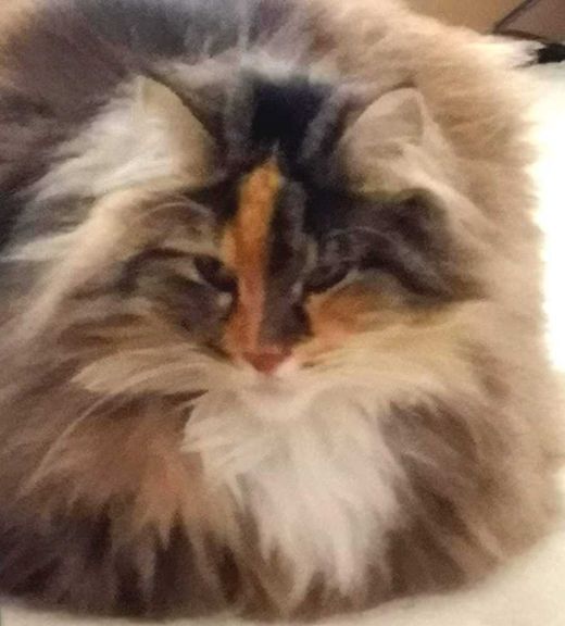 Norwegische Waldkatze, black torbie-white